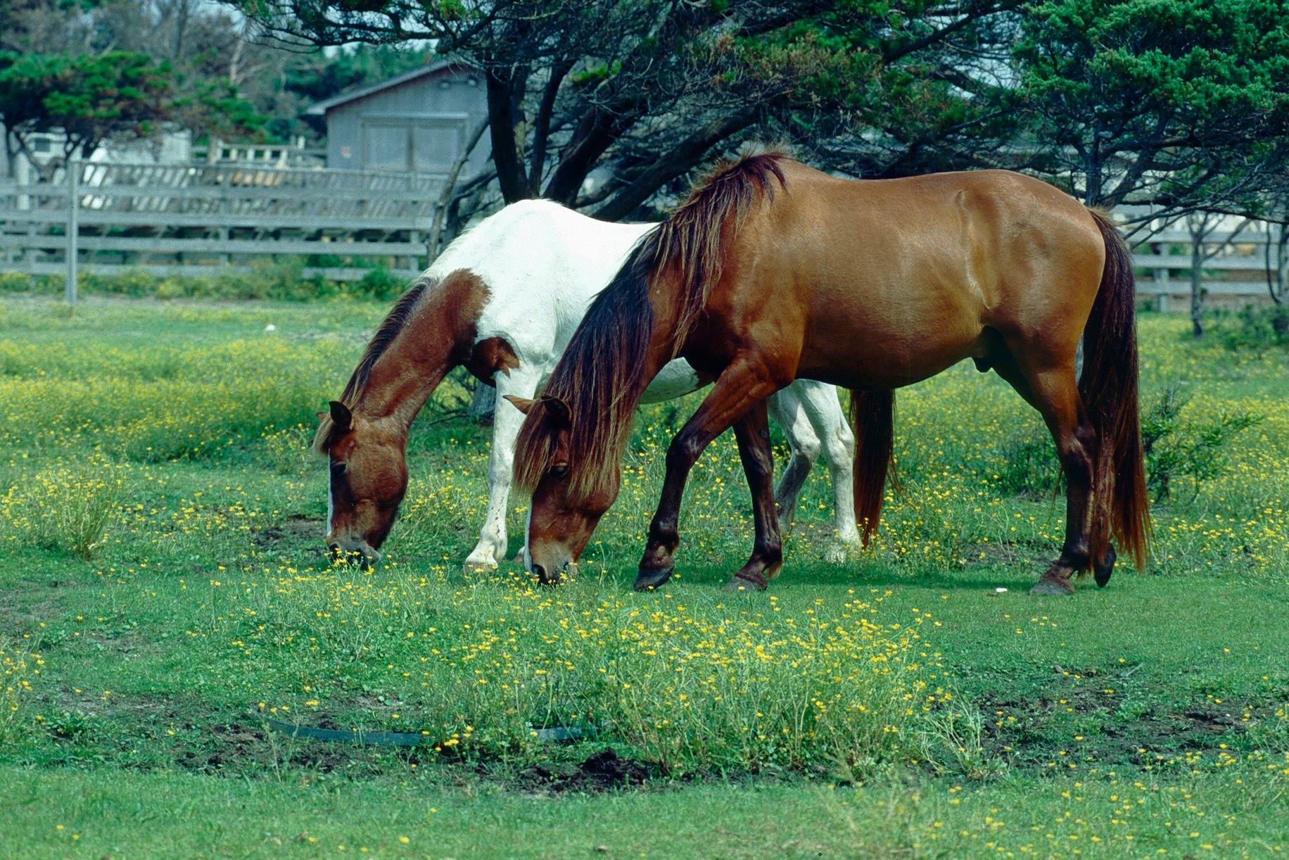 Things To Do Ocracoke Ponies